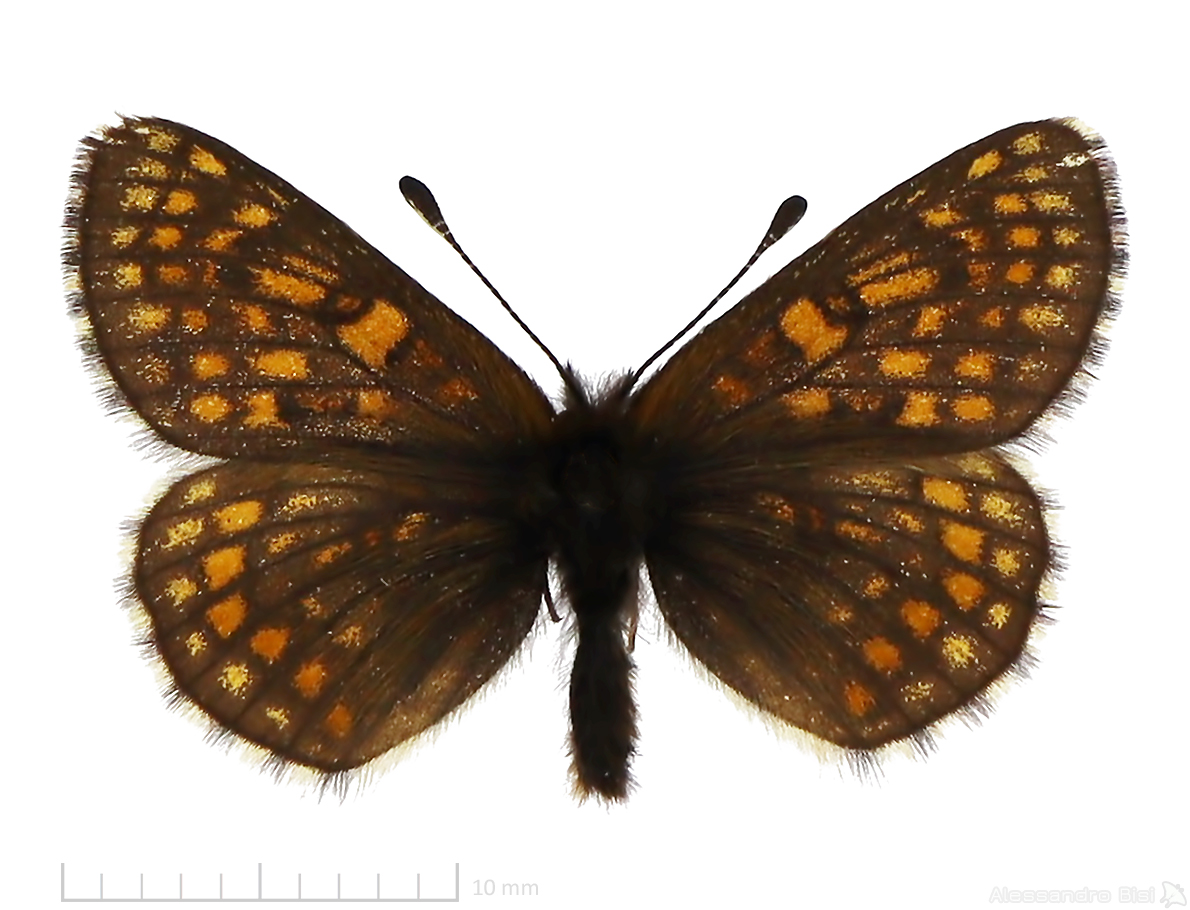 Melitaea asteria