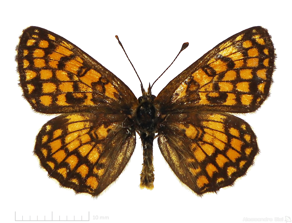 Melitaea athalia