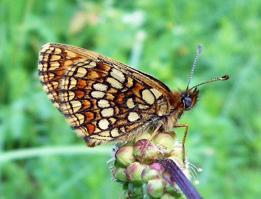 Melitaea aurelia