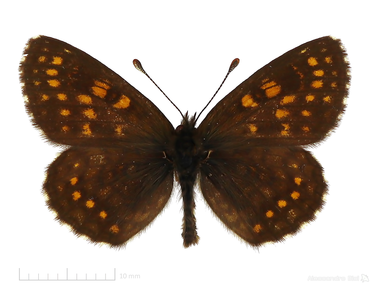 Melitaea britomartis