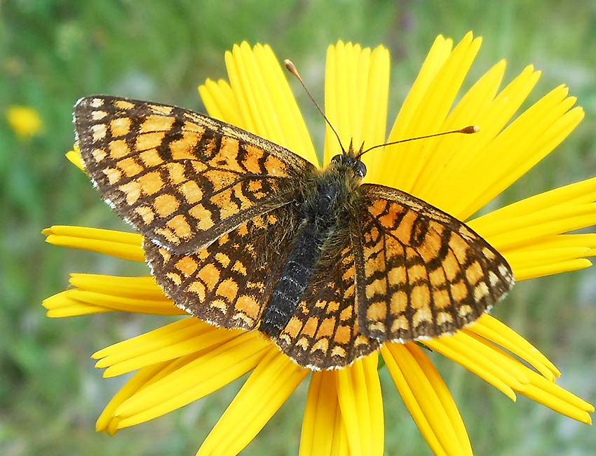 Melitaea deione