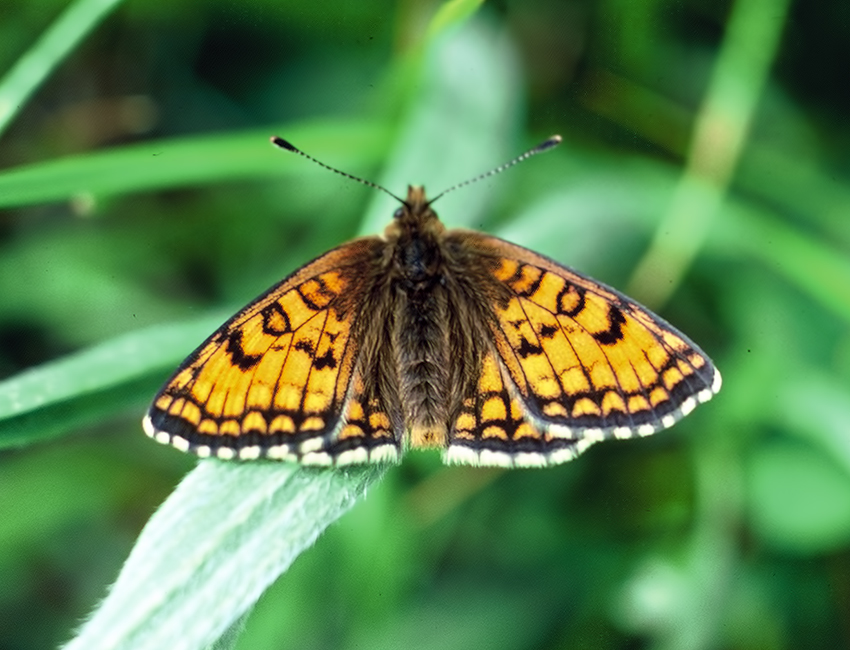 Melitaea varia