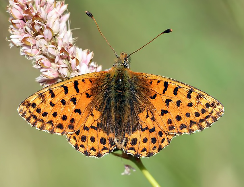 Boloria graeca