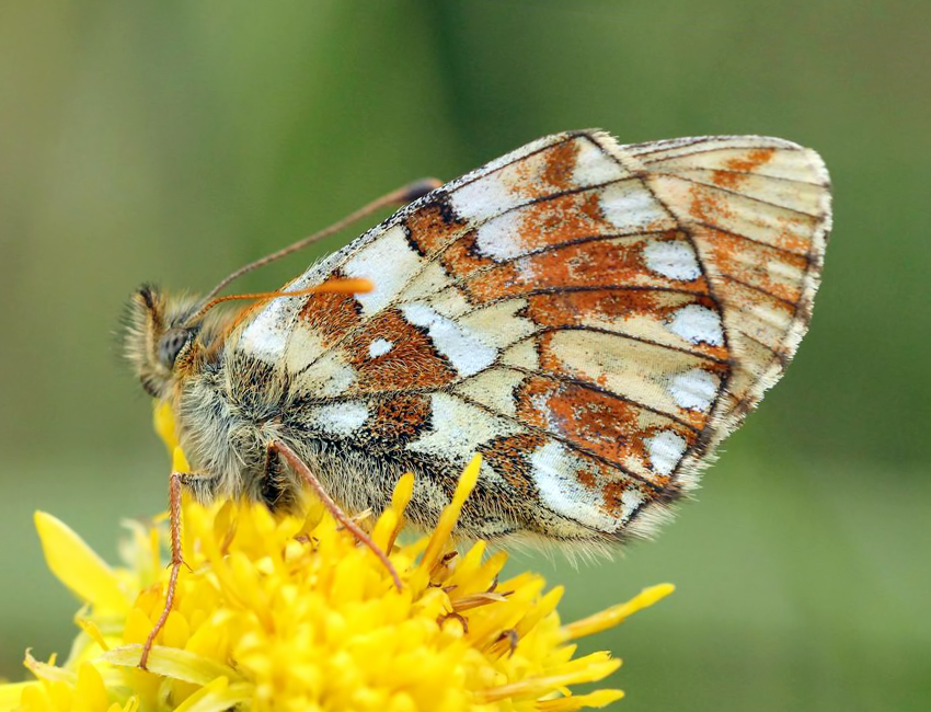 Boloria napaea