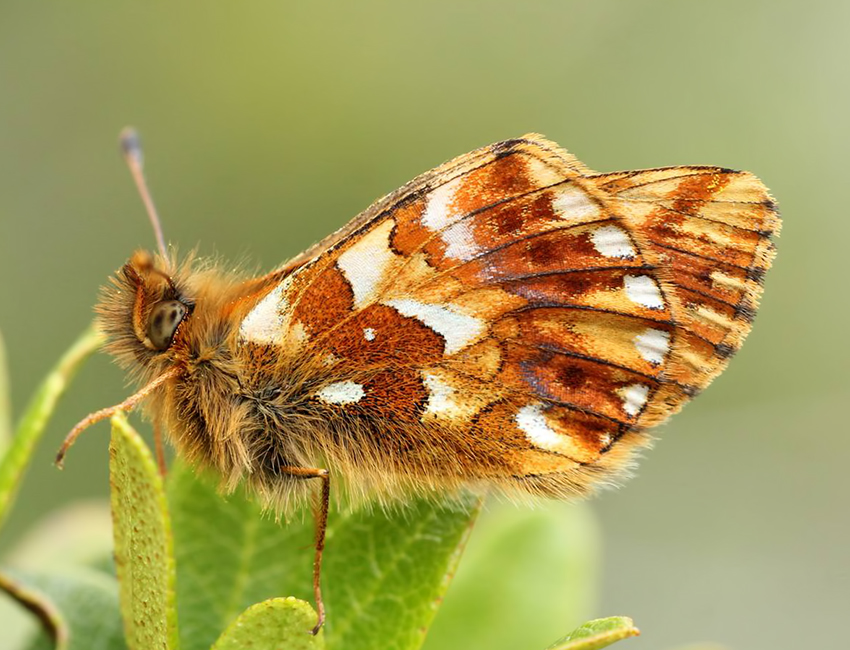 Boloria pales