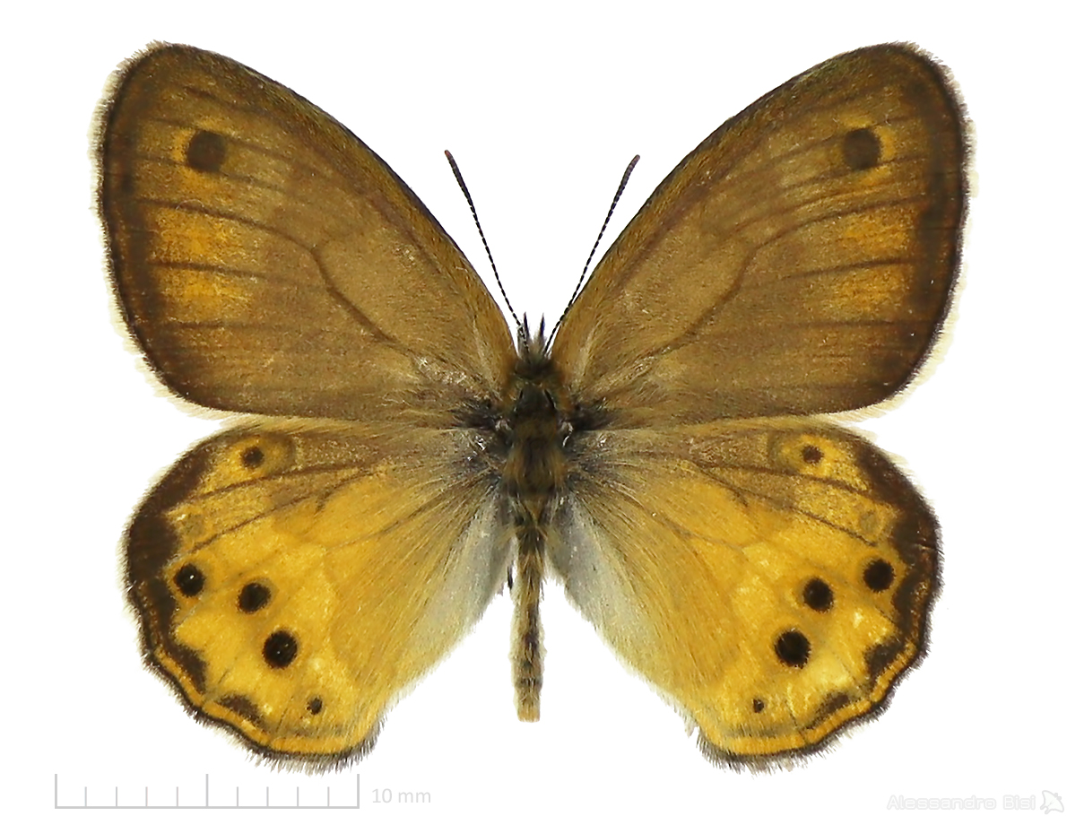 Coenonympha dorus