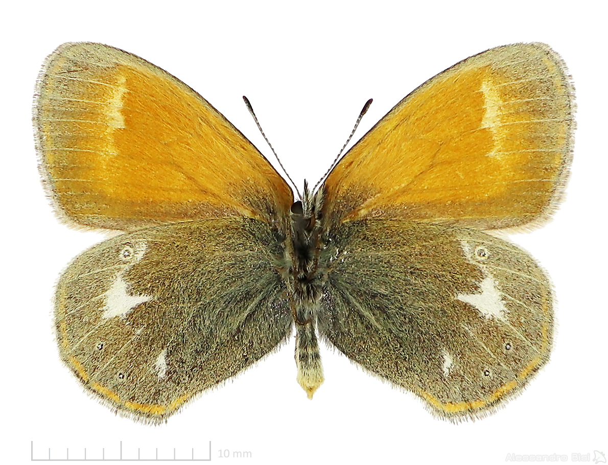 Coenonympha glycerion