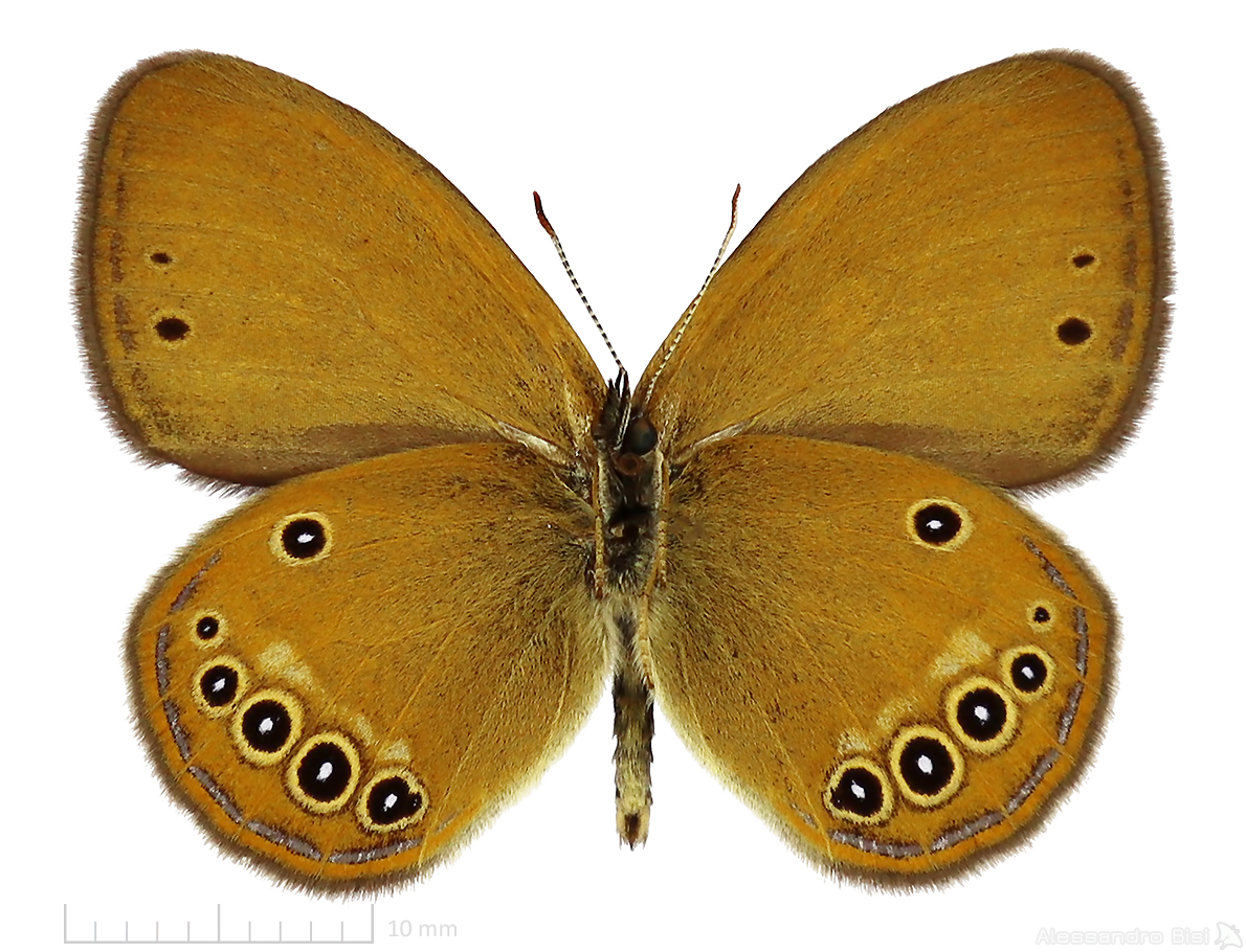 Coenonympha oedippus