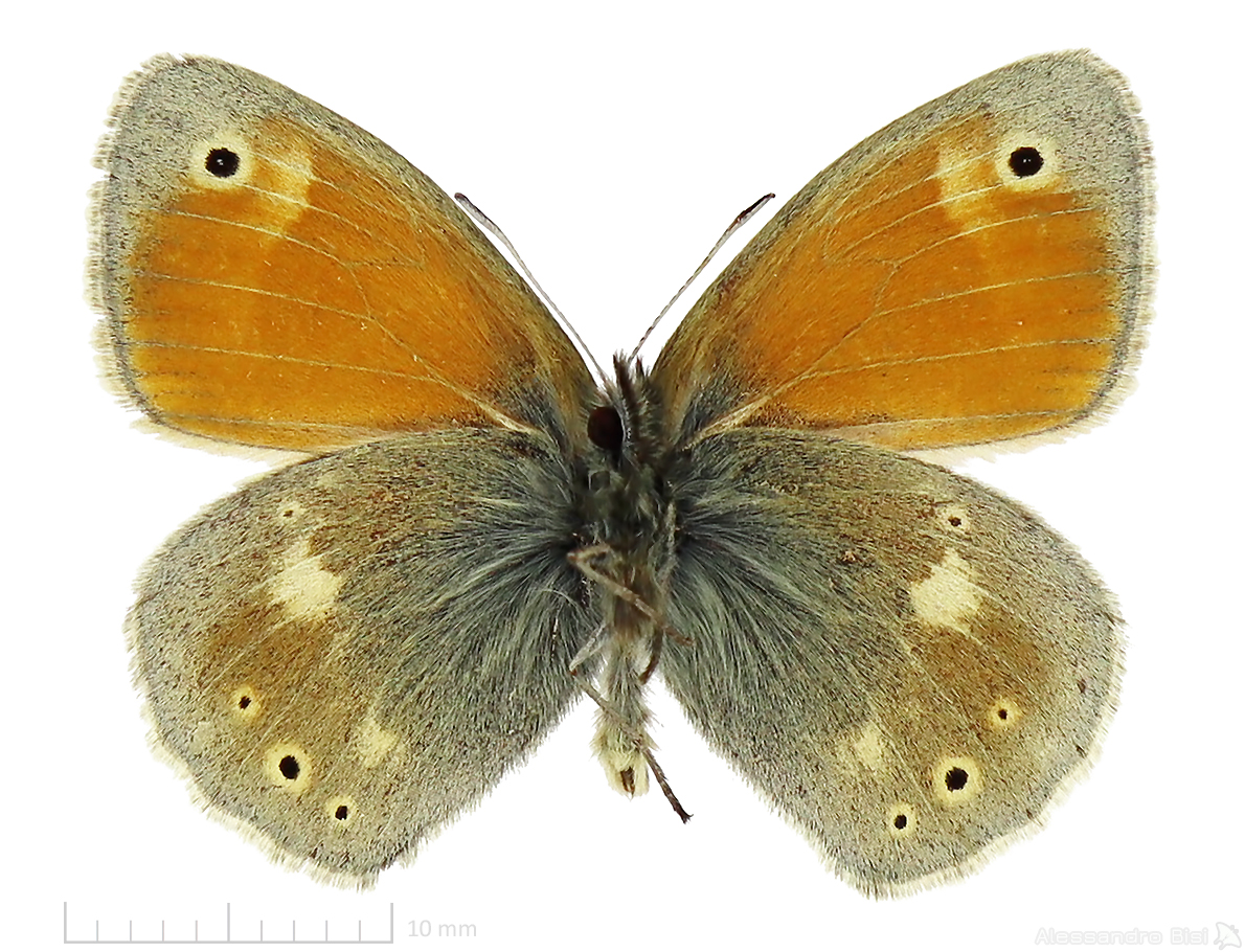 Coenonympha rhodopensis