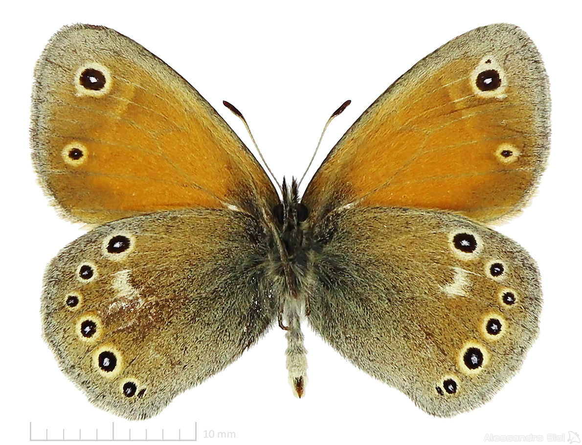 Coenonympha tullia