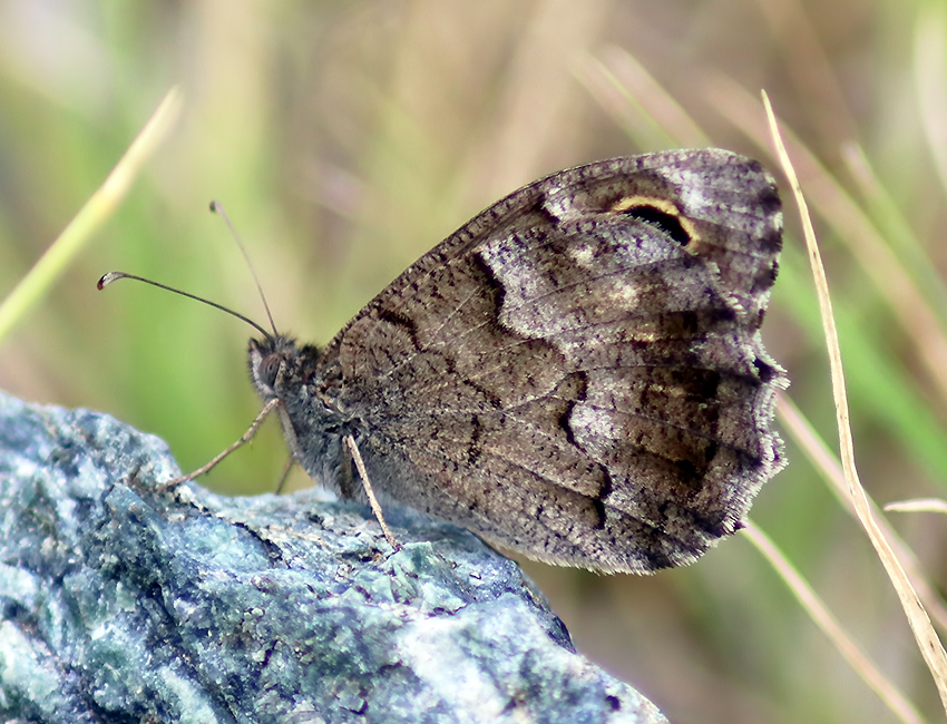 Hipparchia statilinus