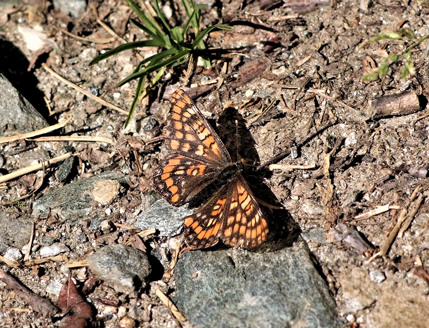 Euphydryas intermedia