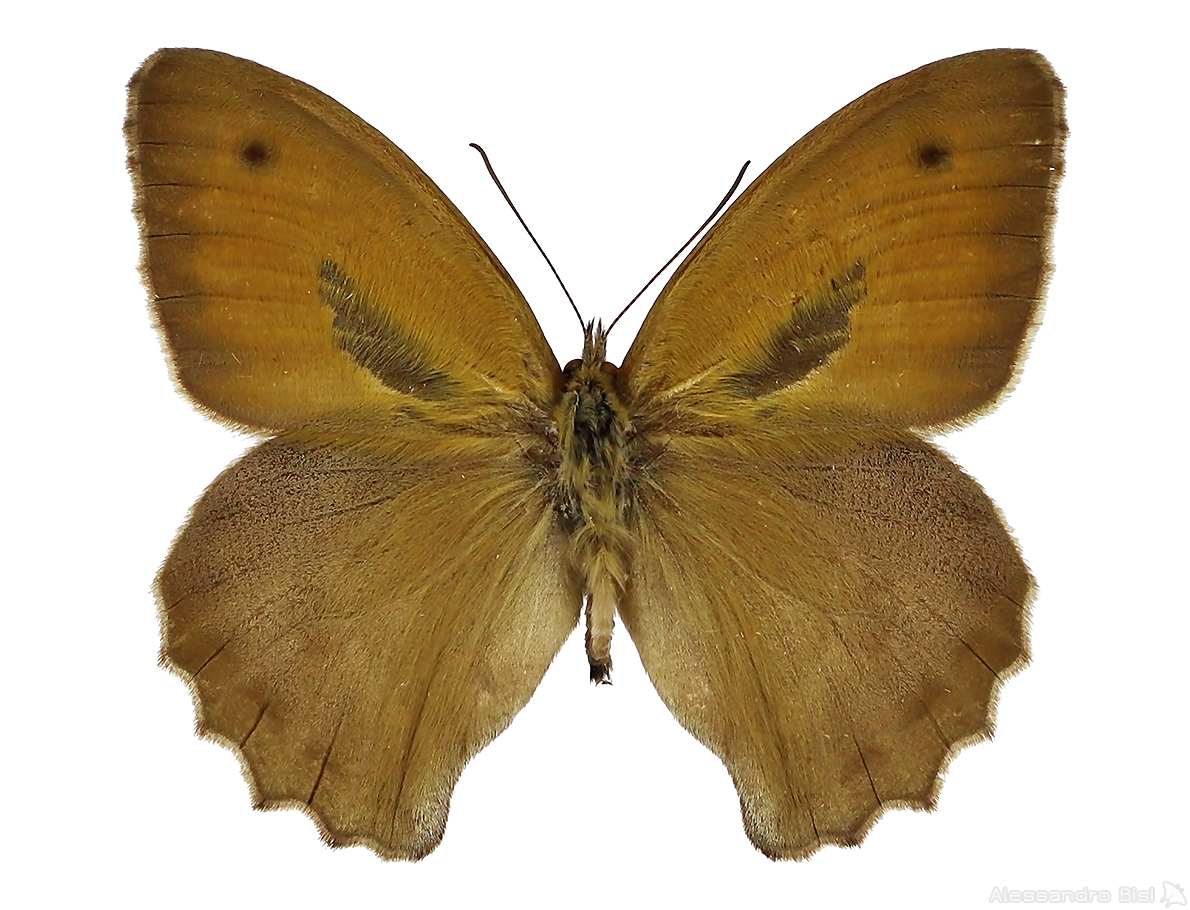 Hyponephele lupina