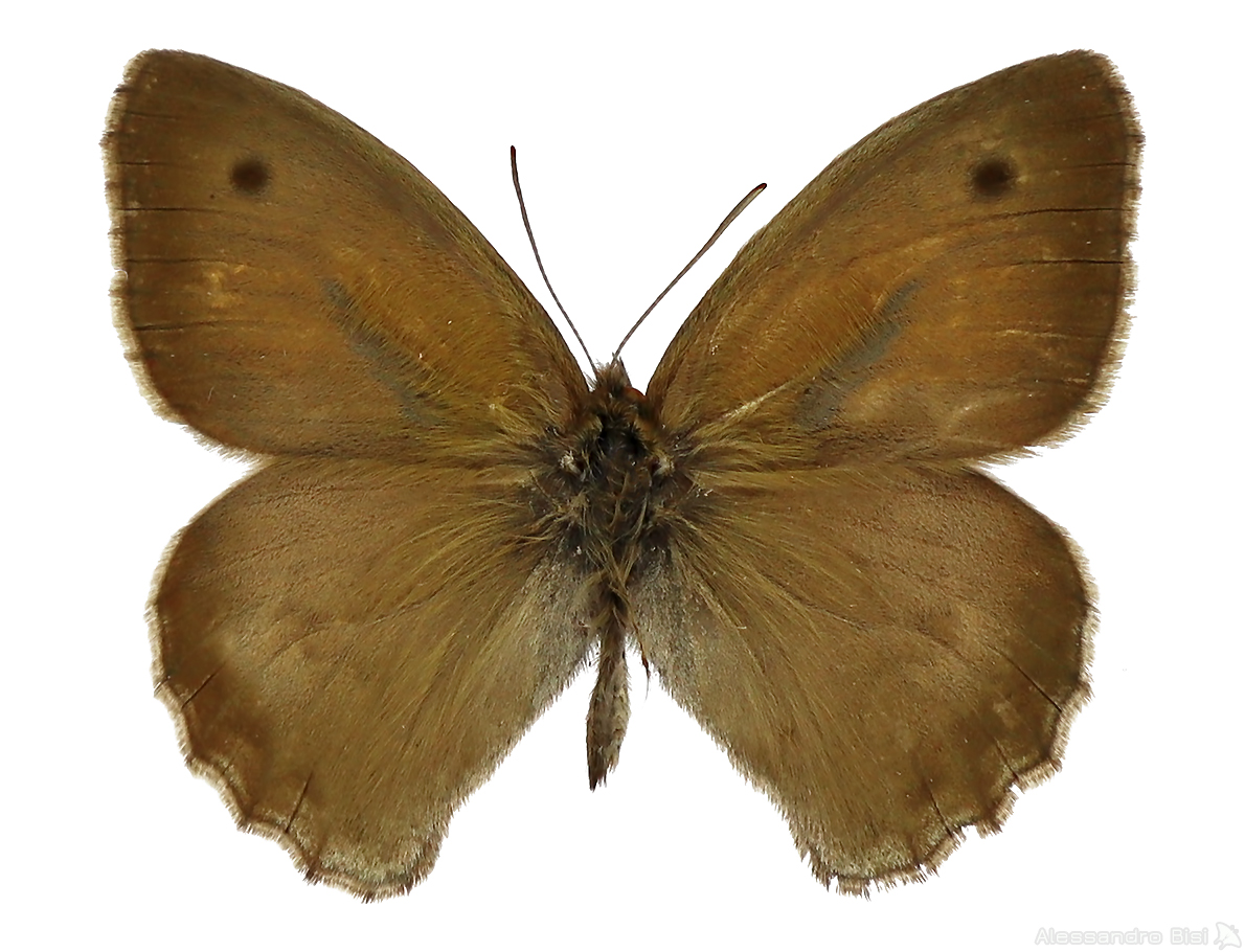 Hyponephele lycaon