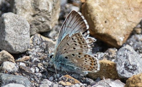 Lysandra hispana