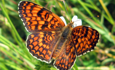 Melitaea phoebe