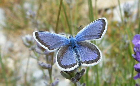 Plebejus argus