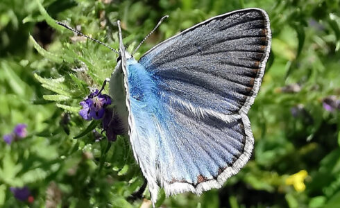 Polyommatus daphnis