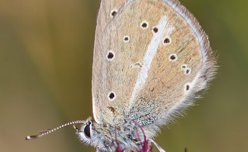 Polyommatus ripartii