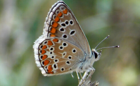 Aricia agestis