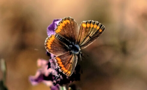 Aricia cramera