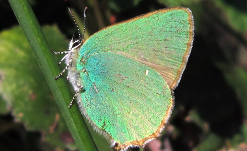 Callophrys rubi