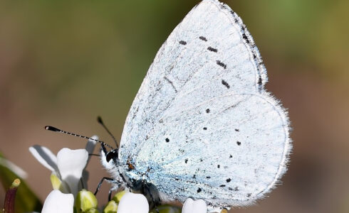 Celastrina argiolus