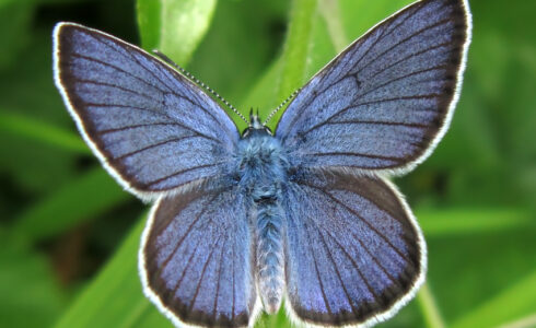 Cyaniris semiargus