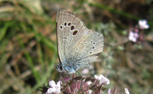 Glaucopsyche melanops