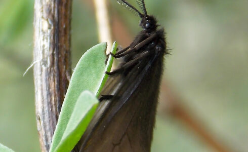 Heterogynis valdeblorensis