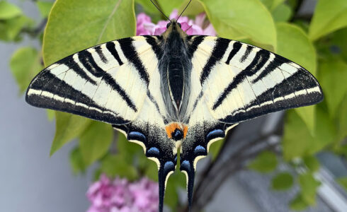 Iphiclides podalirius