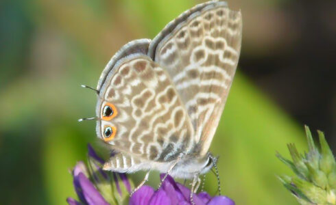 Leptotes pirithous