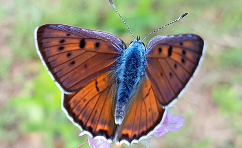 Lycaena alciphron