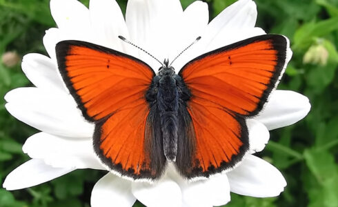 Lycaena hippothoe