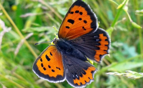 Lycaena phlaeas