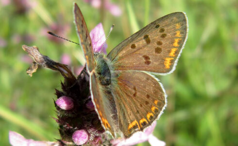 Lycaena tityrus