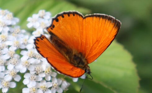 Lycaena virgaureae