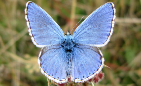 Lysandra bellargus