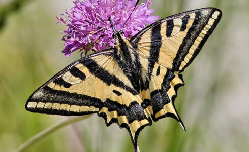 Papilio alexanor