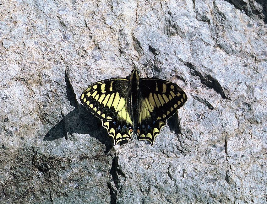 Papilio hospiton
