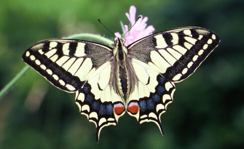 Papilio machaon