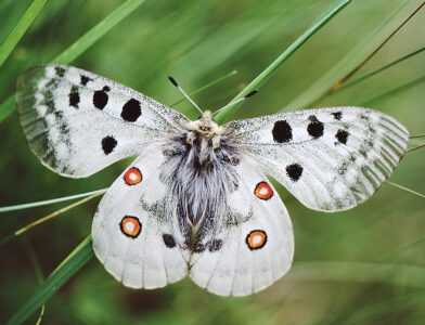 Parnassius-apollo_VDA-AO_ValdiRhemes_VIII_1998_fotoGianniTognon_id006