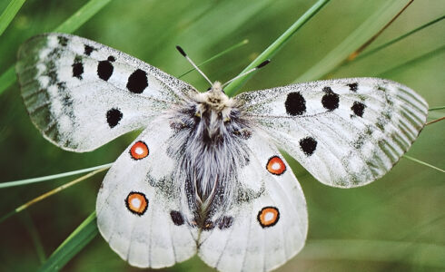 Parnassius apollo