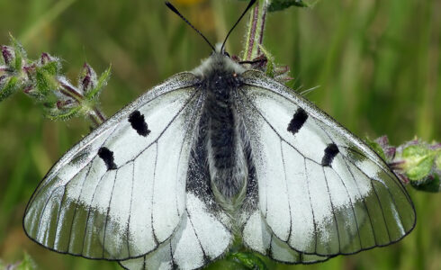 Parnassius mnemosyne