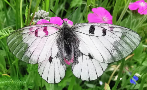 Parnassius turatii