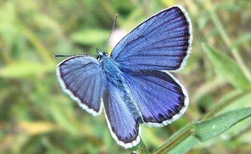 Plebejus argyrognomon