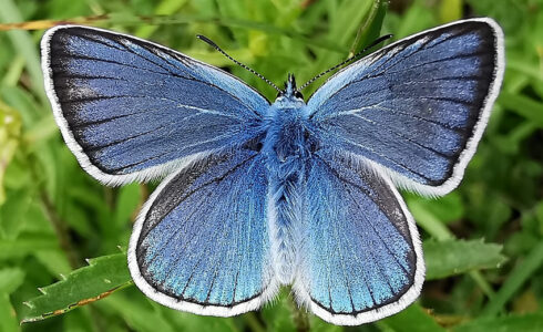 Polyommatus amandus