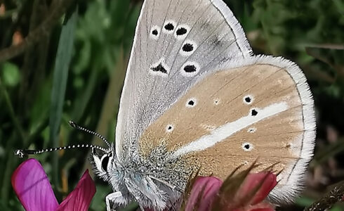 Polyommatus damon