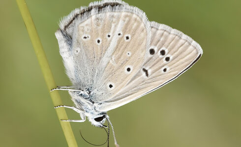 Polyommatus dolus