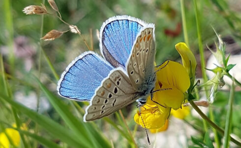 Polyommatus dorylas